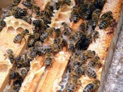 Bienen in Wabengasse